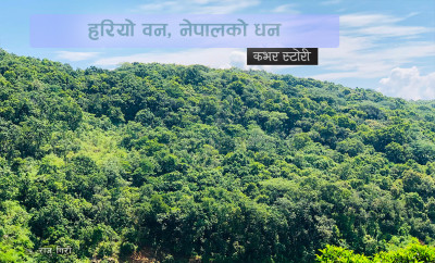 वनजंगलको अपरिहार्यता र विडम्बना