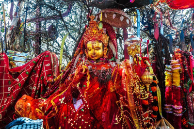 पाथीभरा क्षेत्रमा वृक्षरोपण