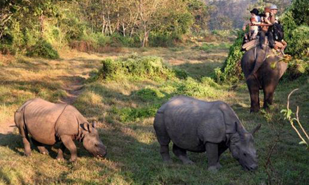 वन्यजन्तु संरक्षण चुनौतीपूर्ण बन्दै, दश महिनामा २१ गैँडा मरे