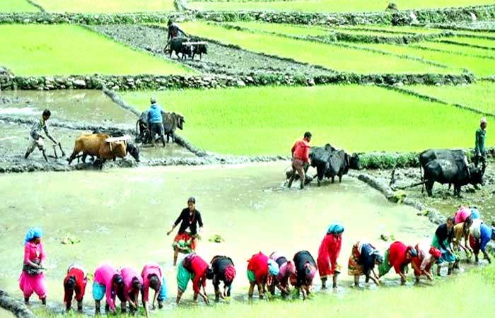 चितवनमा रोपाईं महोत्सव, प्रधानमन्त्री पनि जाने 