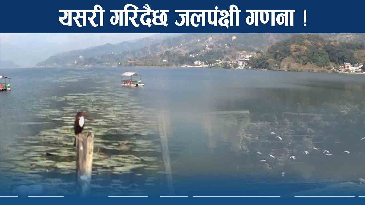 पोखरामा जलपंक्षी गणना शुरु, पत्ता लगाउने यस्तो उपाय !